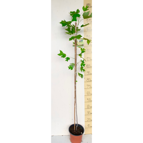 Liliodendron